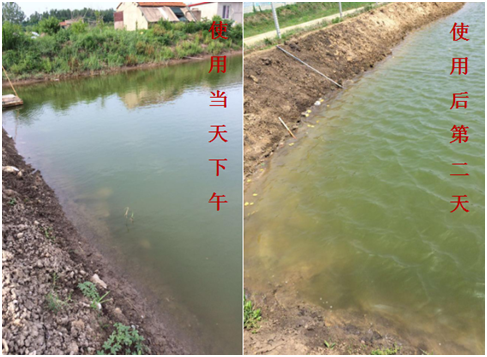 肥水困難、藻類(lèi)缺乏處理前后效果